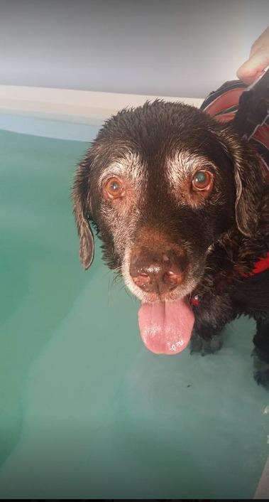 Katie having a swim to help treat her arthritis (3313704)