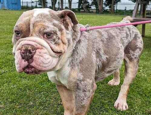 Bulldog Steve. Picture: Last Chance Animal Rescue