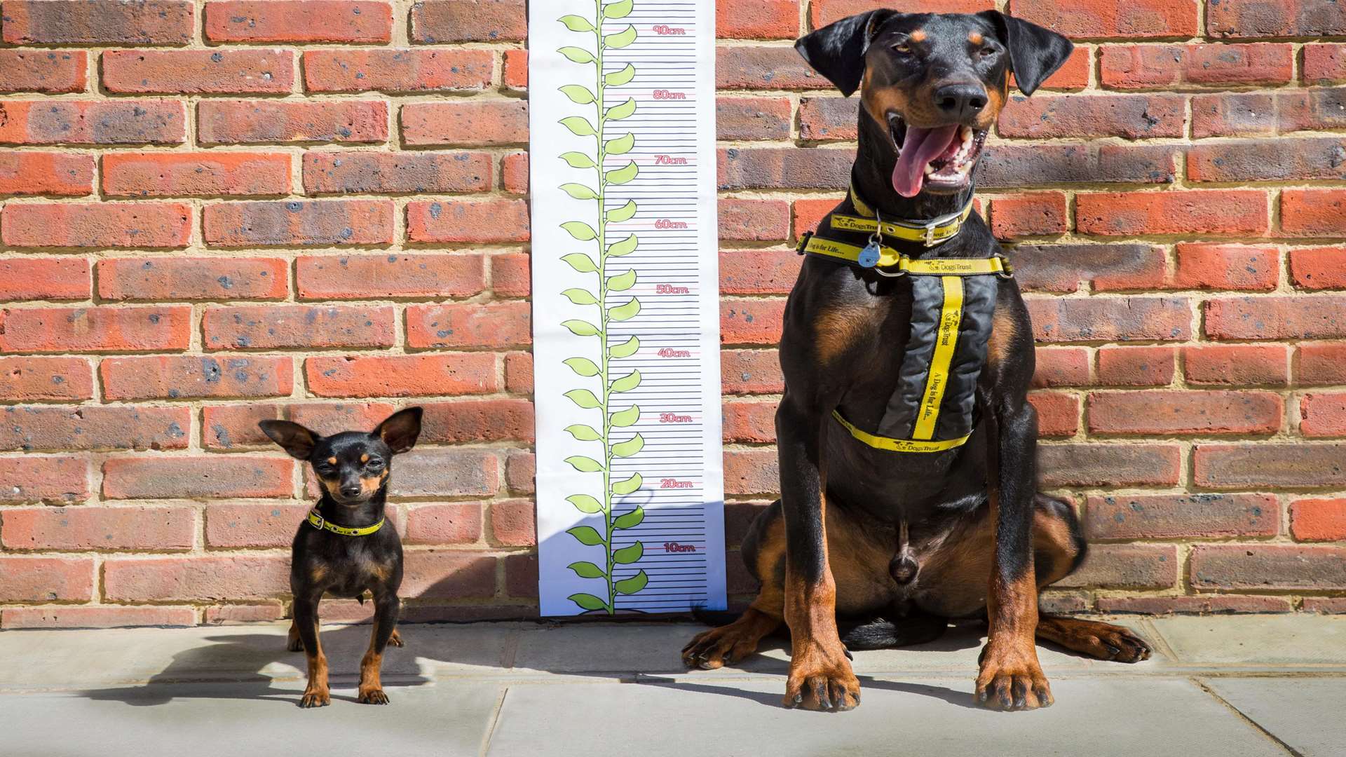 Tia (left) and Boris