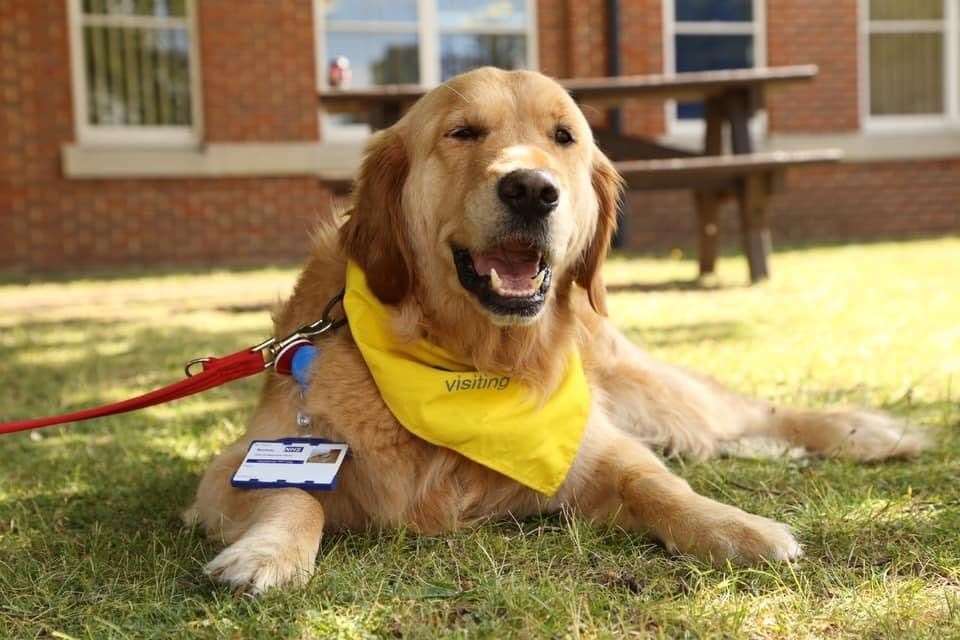 Therapy dog Yazzy, whose owner and handler Janice McCauley, says has been banned from coming back to Medway Hospital due to concerns about infection control. Picture: Janice McCauley