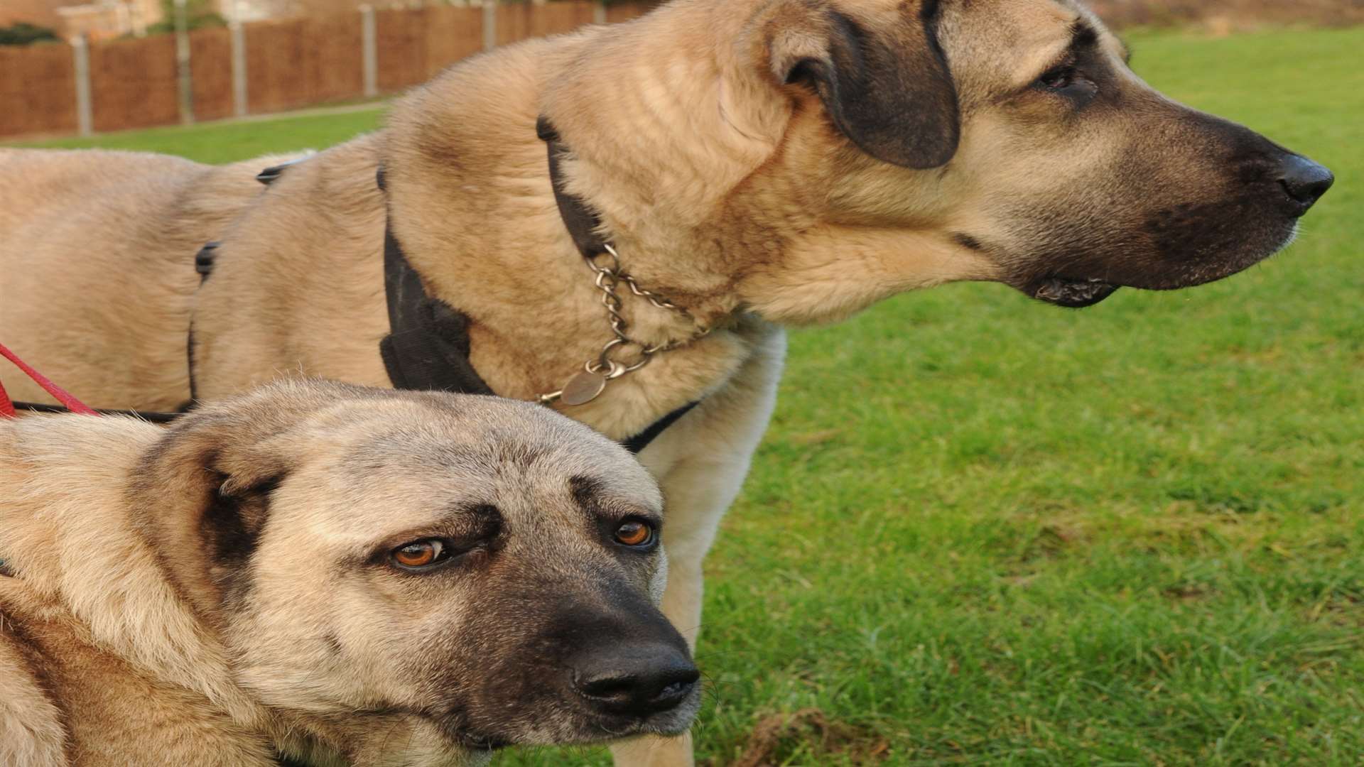 Dogs, Kurt and Celina. Picture: Steve Crispe