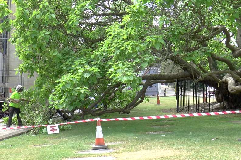 Workmen trimmed some of the branches this morning.