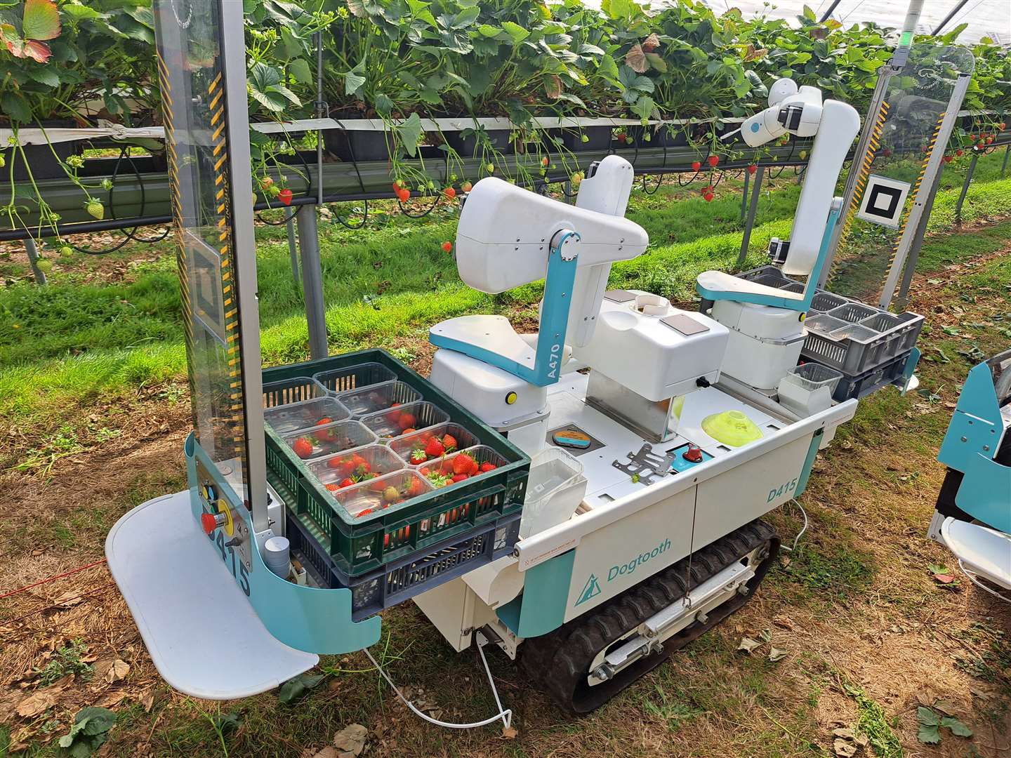 A Dogtooth fruit-picking robot