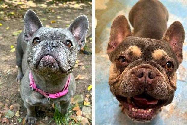 Lilo and Stitch the French Bulldogs. Picture: Last Chance Animal Rescue