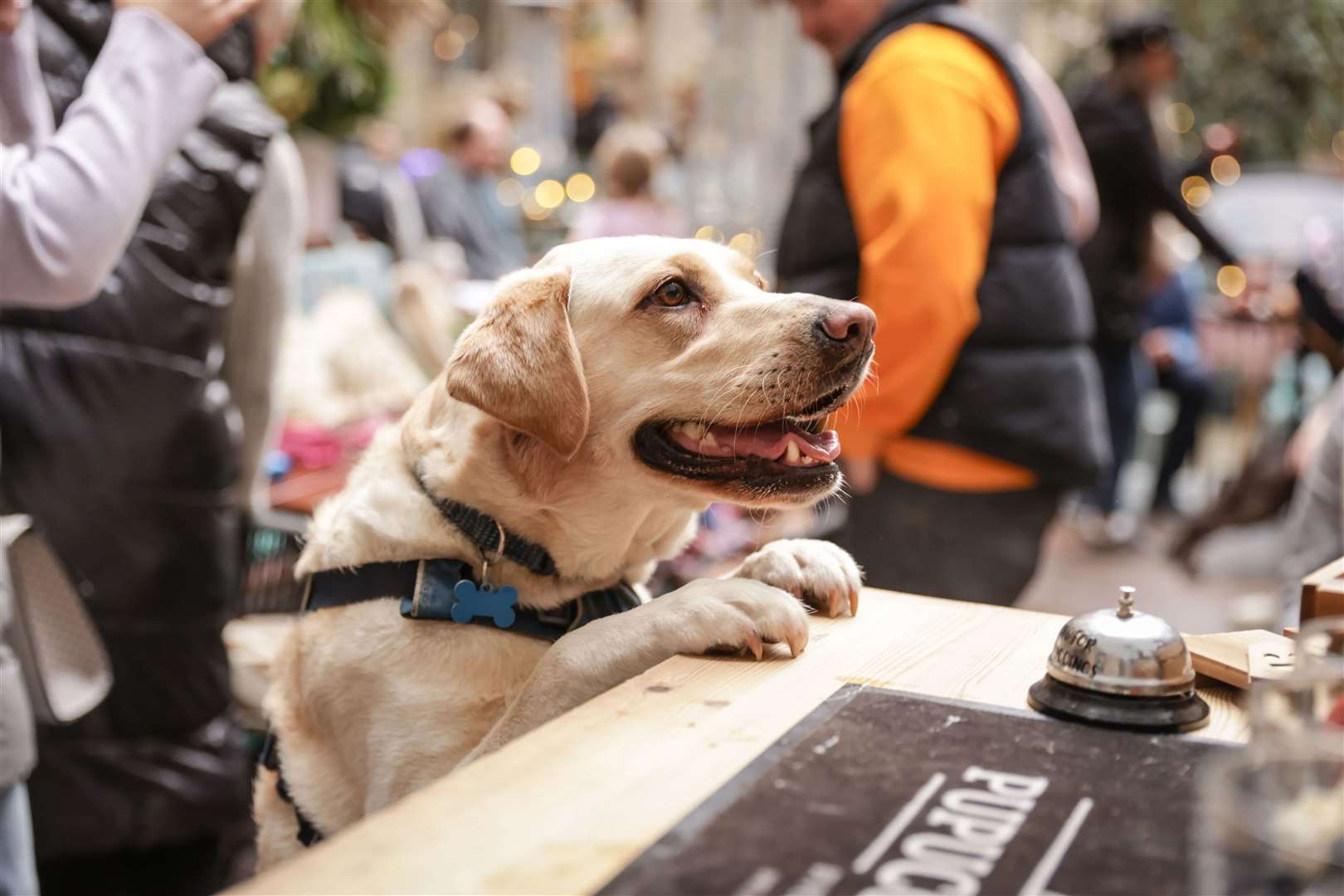 POP+BARK is bringing the world's only Pupuccino Bar, to Kent. Picture: POP+BARK