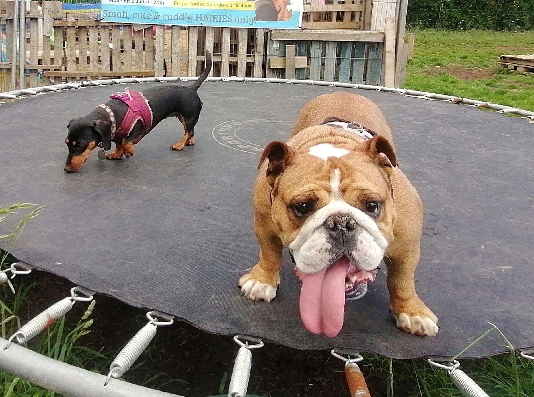 It is said to be doggy heaven. Picture: Hairy Poppins