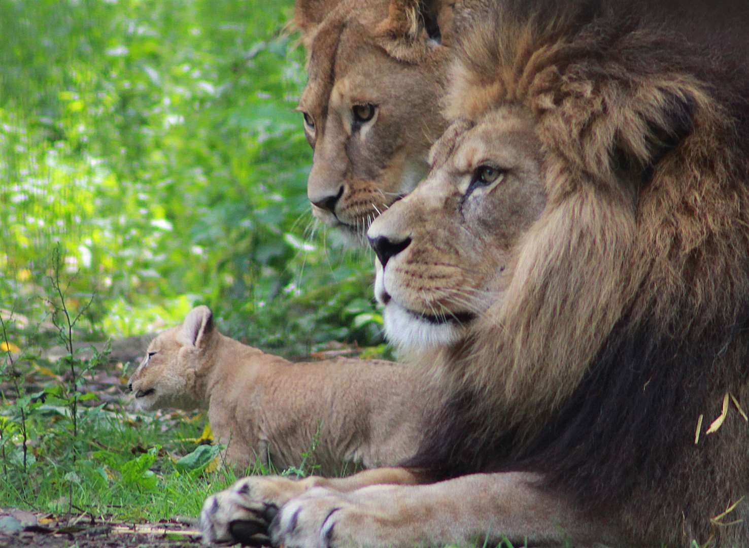 Lions at Port Lympne