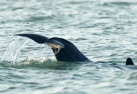 Dave the Dolphin has not been seen since suffering a bad injury to her tail. Picture: Terry Whittaker