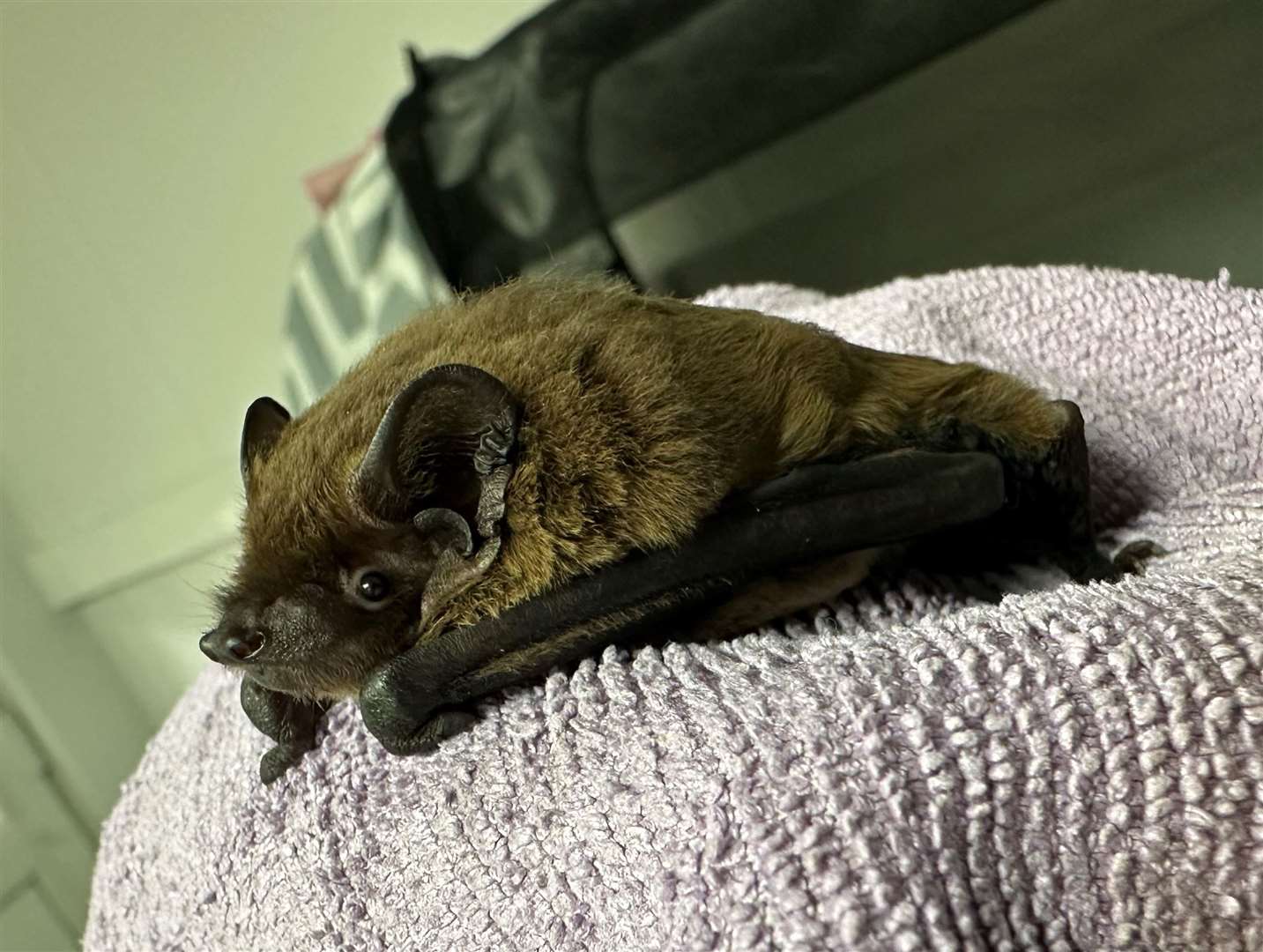 Lesley the Leisler's bat was found hibernating in a bathroom. Picture: Folly Wildlife Rescue