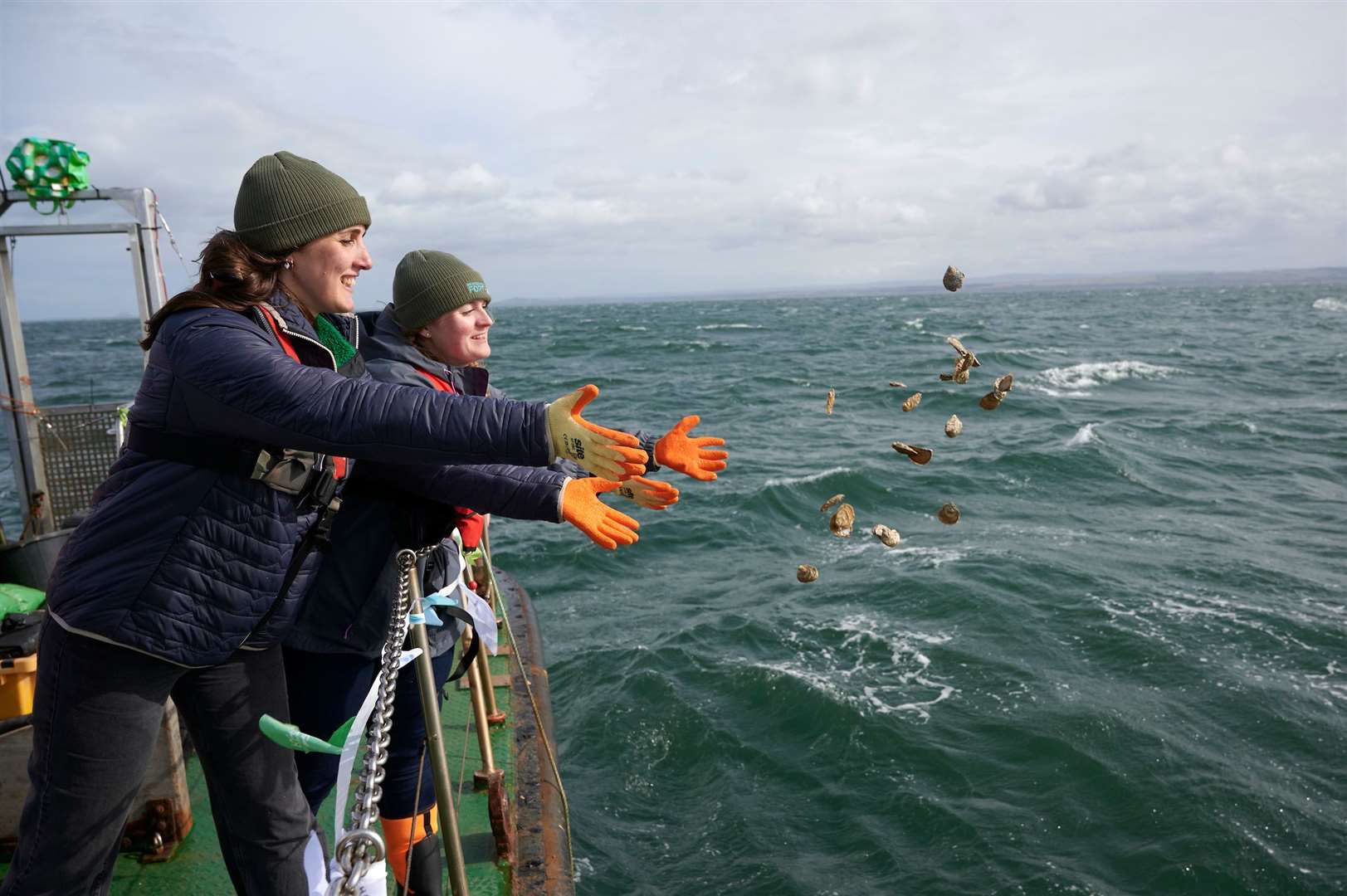 Around 30,000 oysters have been released in the area since September 2023 (Maverick photo agency/PA)