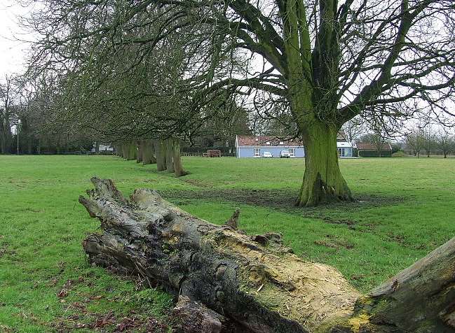 A number of trees will be removed from the section of road