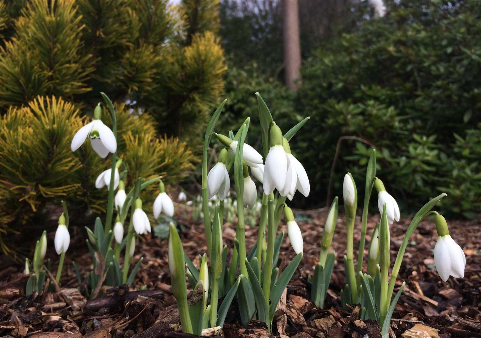 Snowdrops at Great Comp Garden