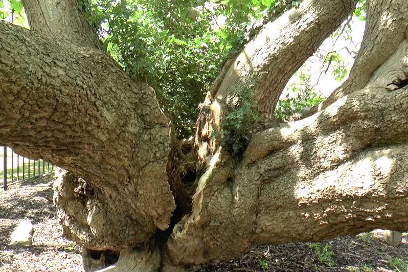 The trunk of the tree has split in two.