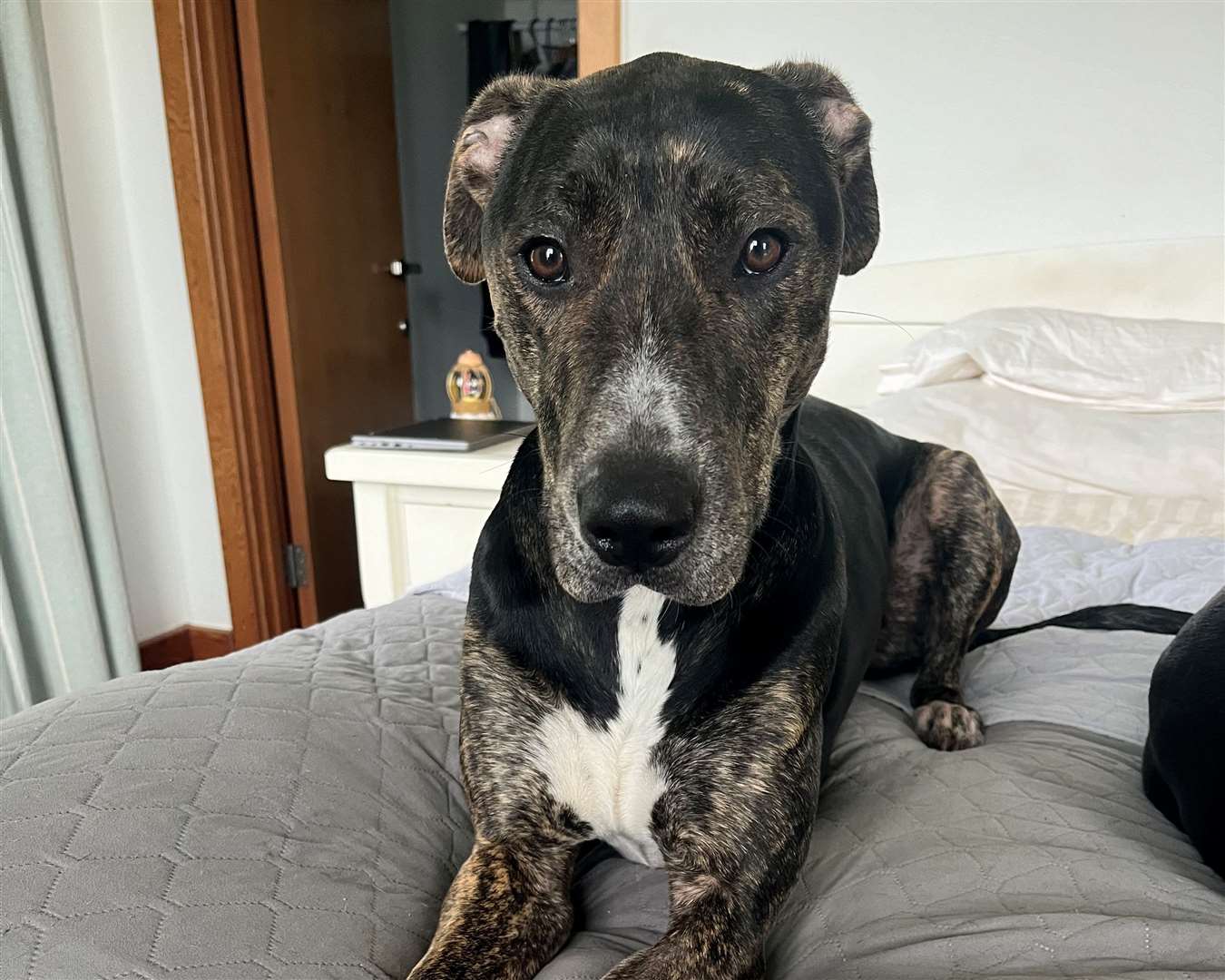 Max, a Staffy cross, found alone on a busy motorway. Picture: Battersea