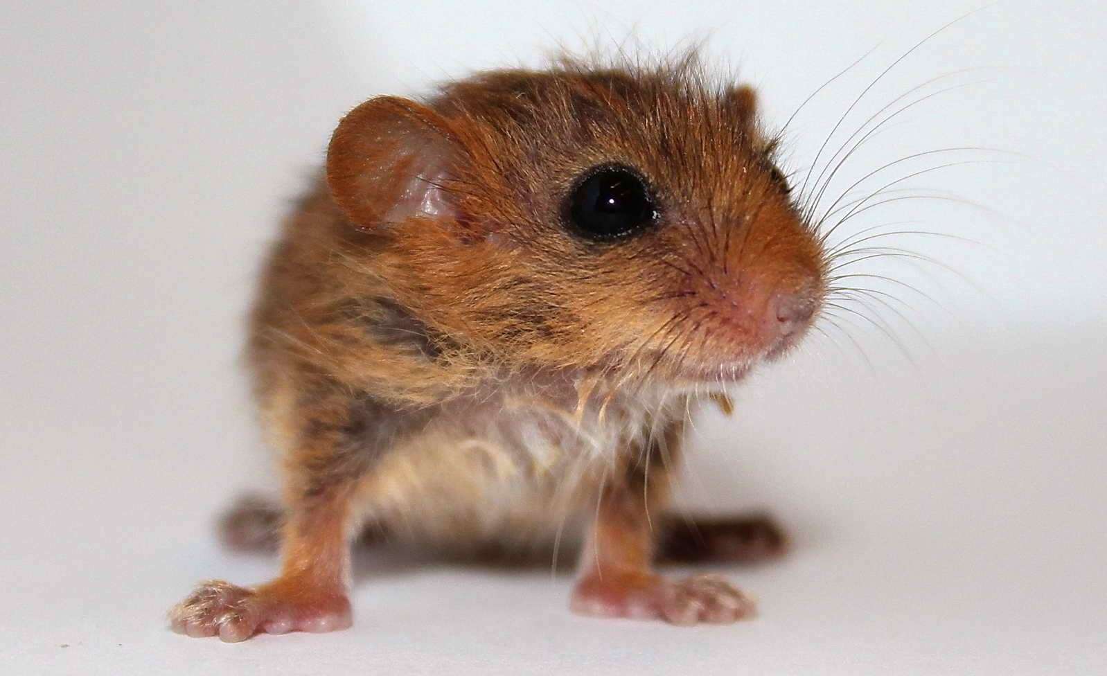 A hazel dormouse at The Wildwood Trust (5875623)