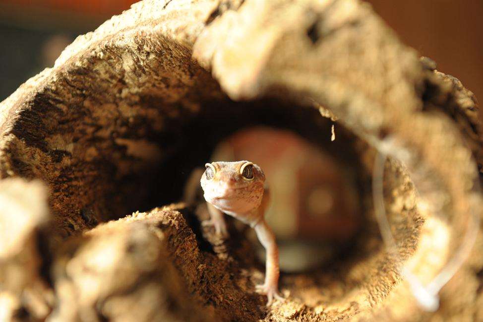 Matilda the Leopard Gecko