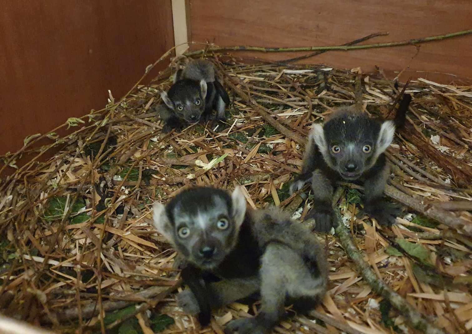 A trio of white belted ruffed lemurs have been born at Port Lympne. Picture: Port Lympne