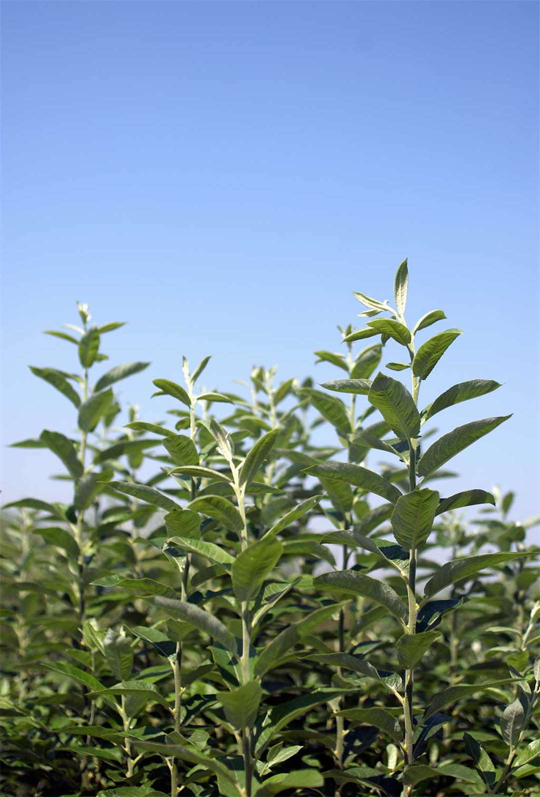 Willow trees (rothamsted Research/PA)