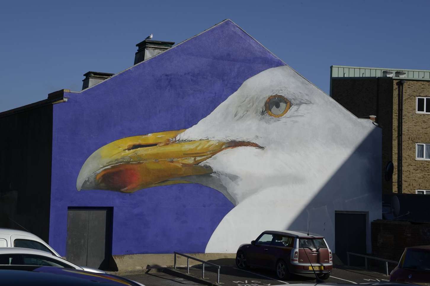 Beautiful bird or chip-stealing monster? The age old seagull debate