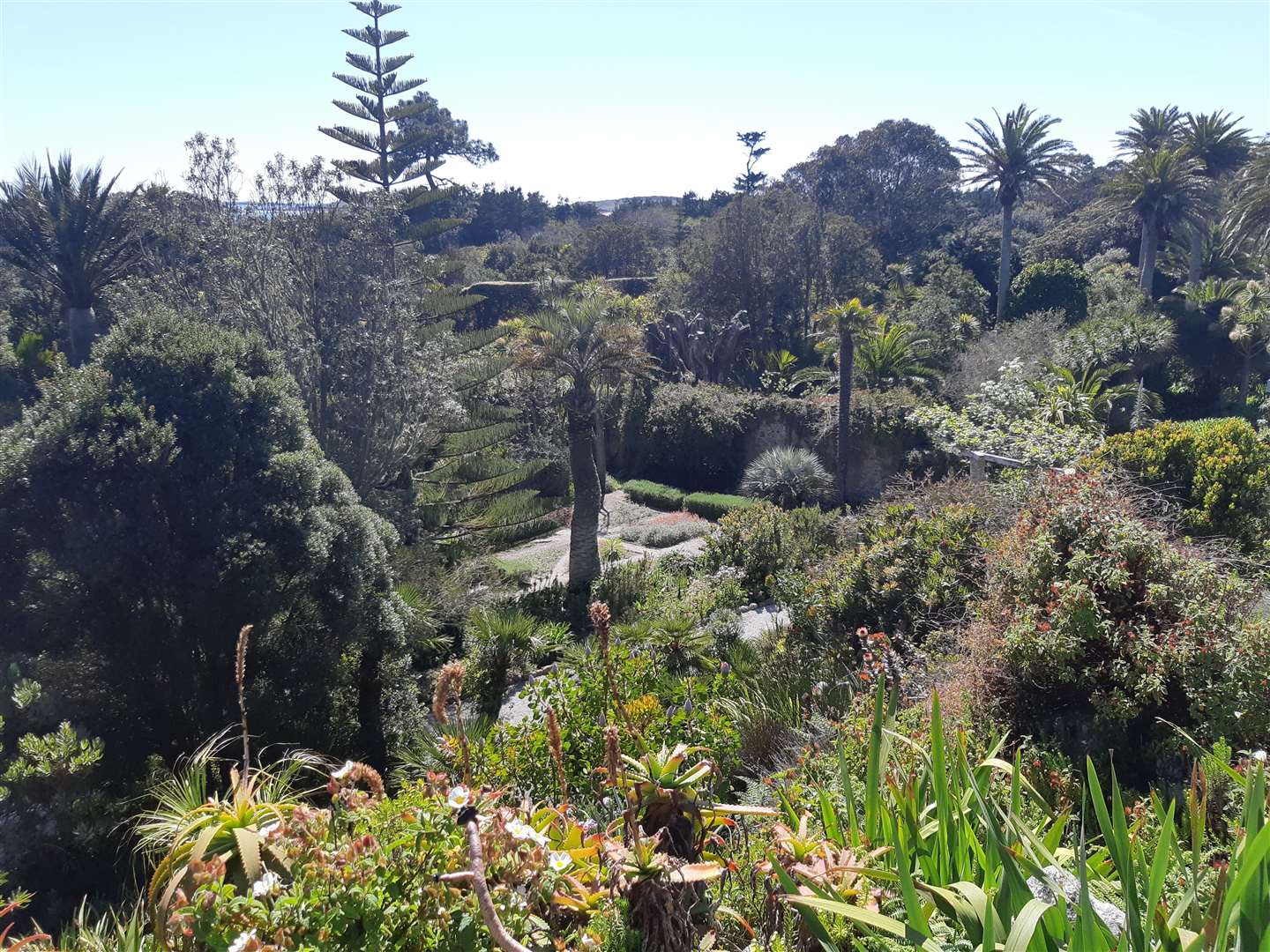 The beautiful Abbey Gardens, on Tresco, Isles of Scilly