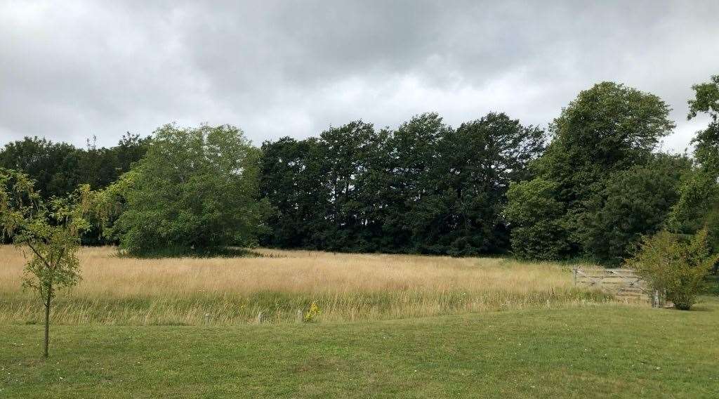 The pond is proposed to go to the right of the lone-standing tree. Pic: Lee Evans Partnership