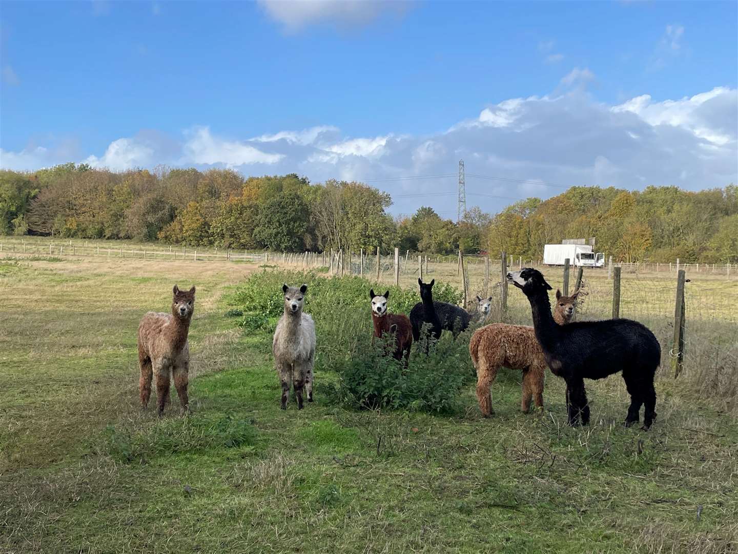 He is living next to Valley View Alpacas