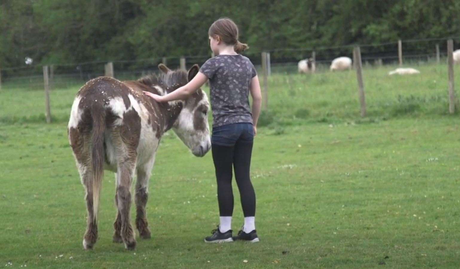 Dandelion Time offers children the chance to meet farm animals Picture: Dandelion Time