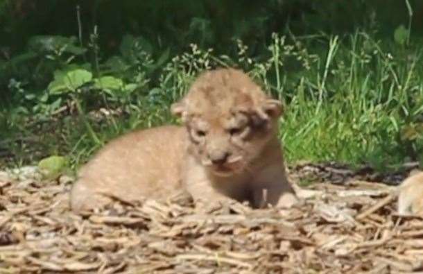 The new cubs are only eight days old (10910050)