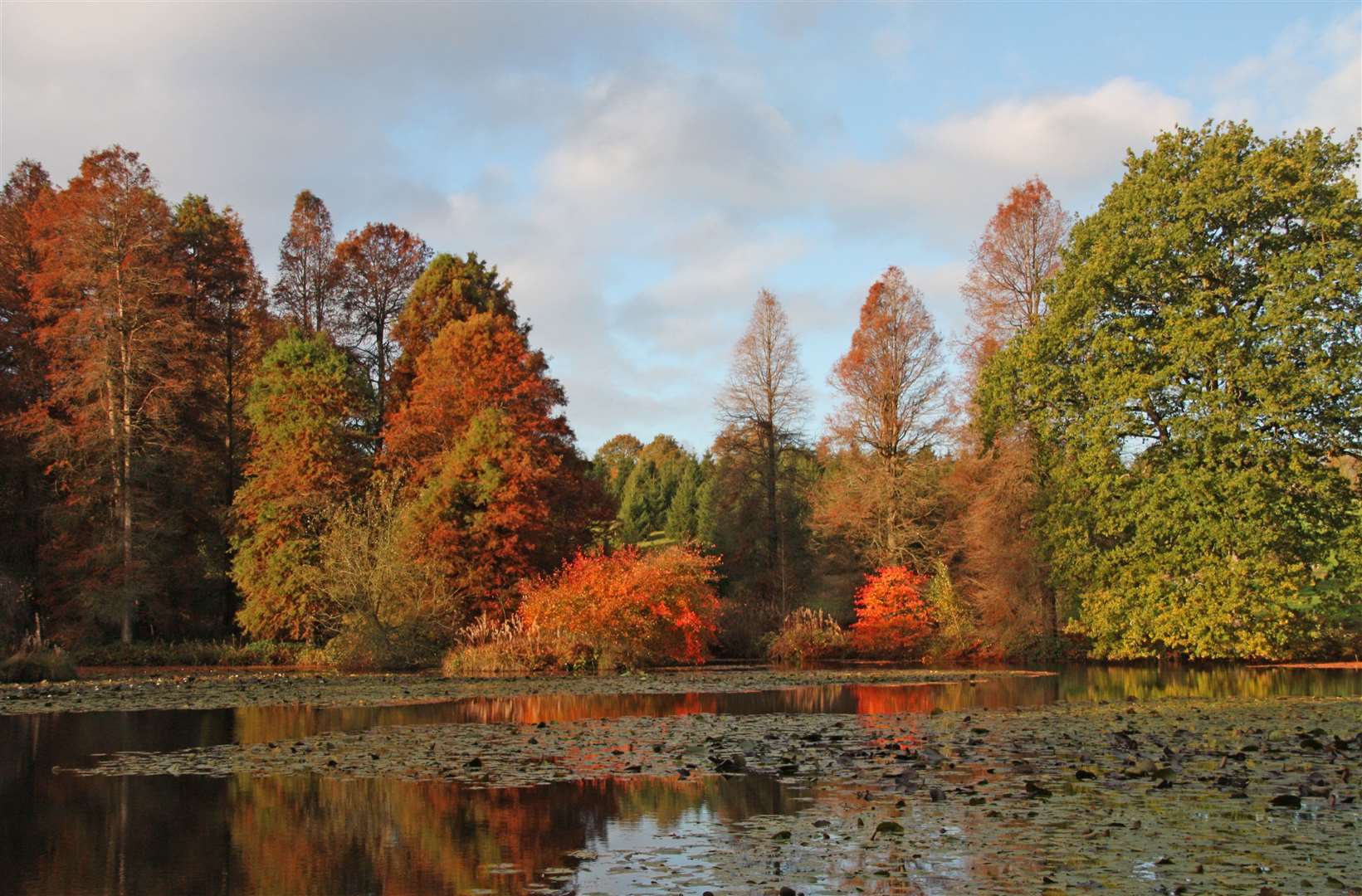 Autumn at Bedgebury Pinetum