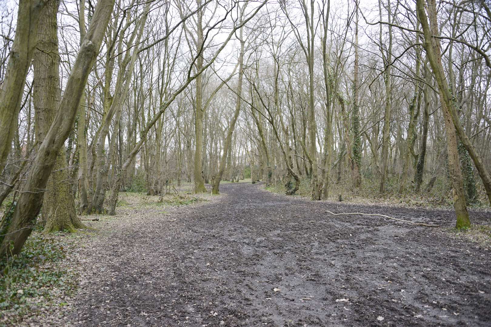 Woods off Langney Drive and Knoll Lane. Picture: Paul Amos