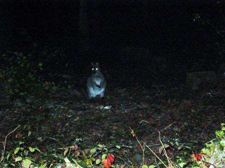 Wallaby spotted in Pluckley