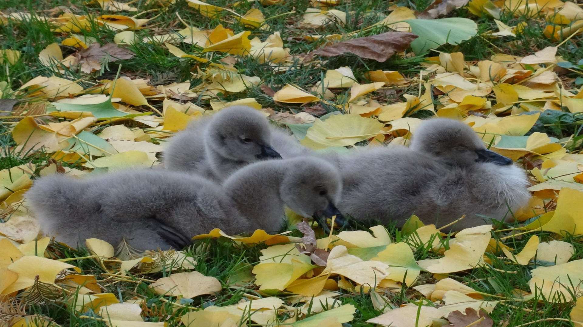 The cygnets huddle together. Picture: Leeds Castle