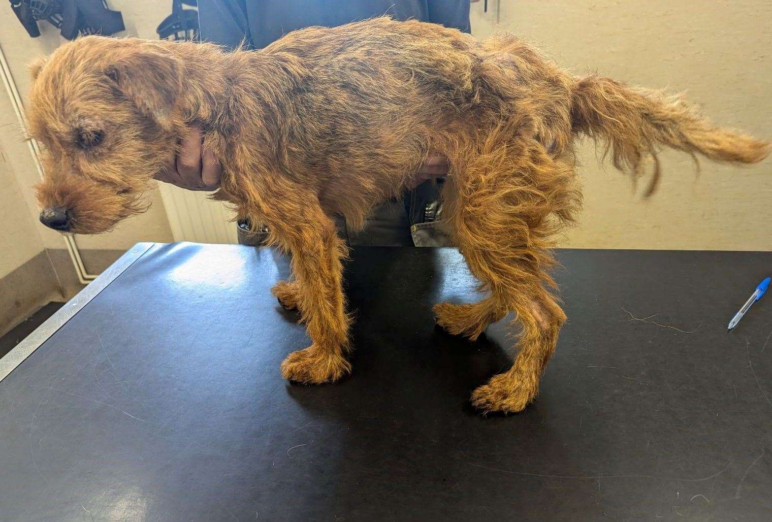 Sprout was in a poor condition and suffering from mange when she was found