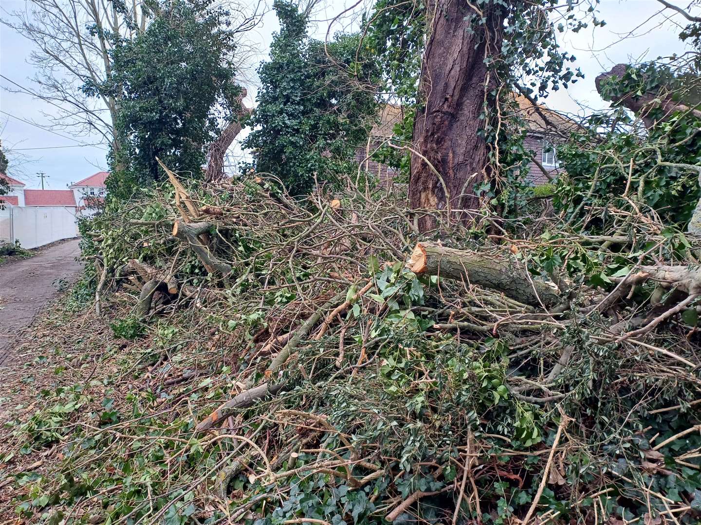 Parts of the tree still remain at the side of the road