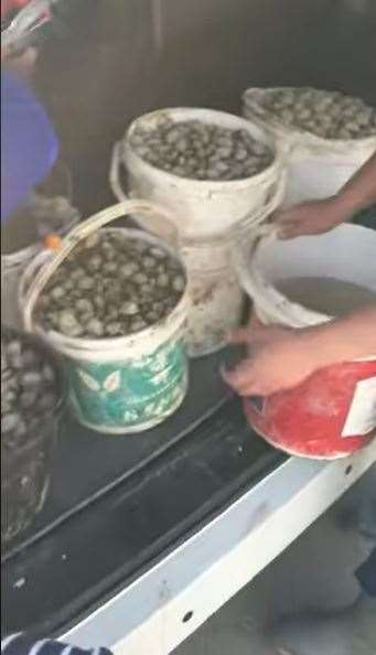 Baskets of cockles in the back of a car at Leysdown last year. Picture: Daniel Ward