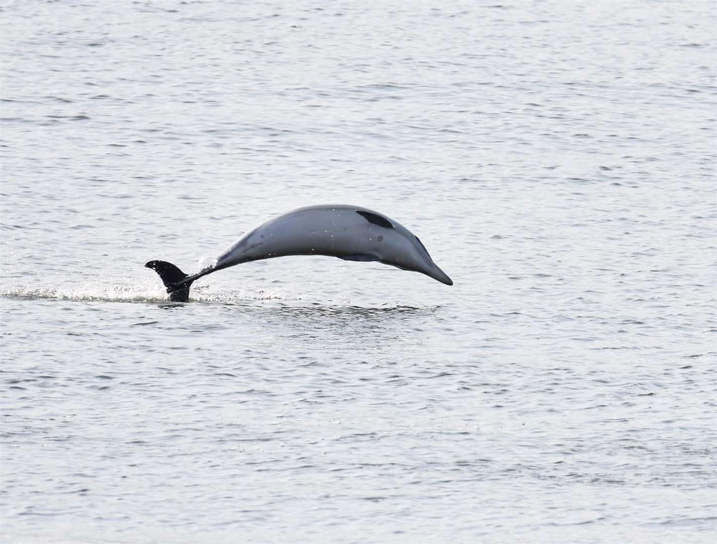 The 'dolphins' playing in the Thames by the town pier in Gravesend. Picture: Jason Arthur