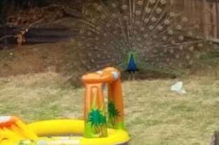 Percy the peacock in a Ringlestone garden. Picture: Gemma Bramwell