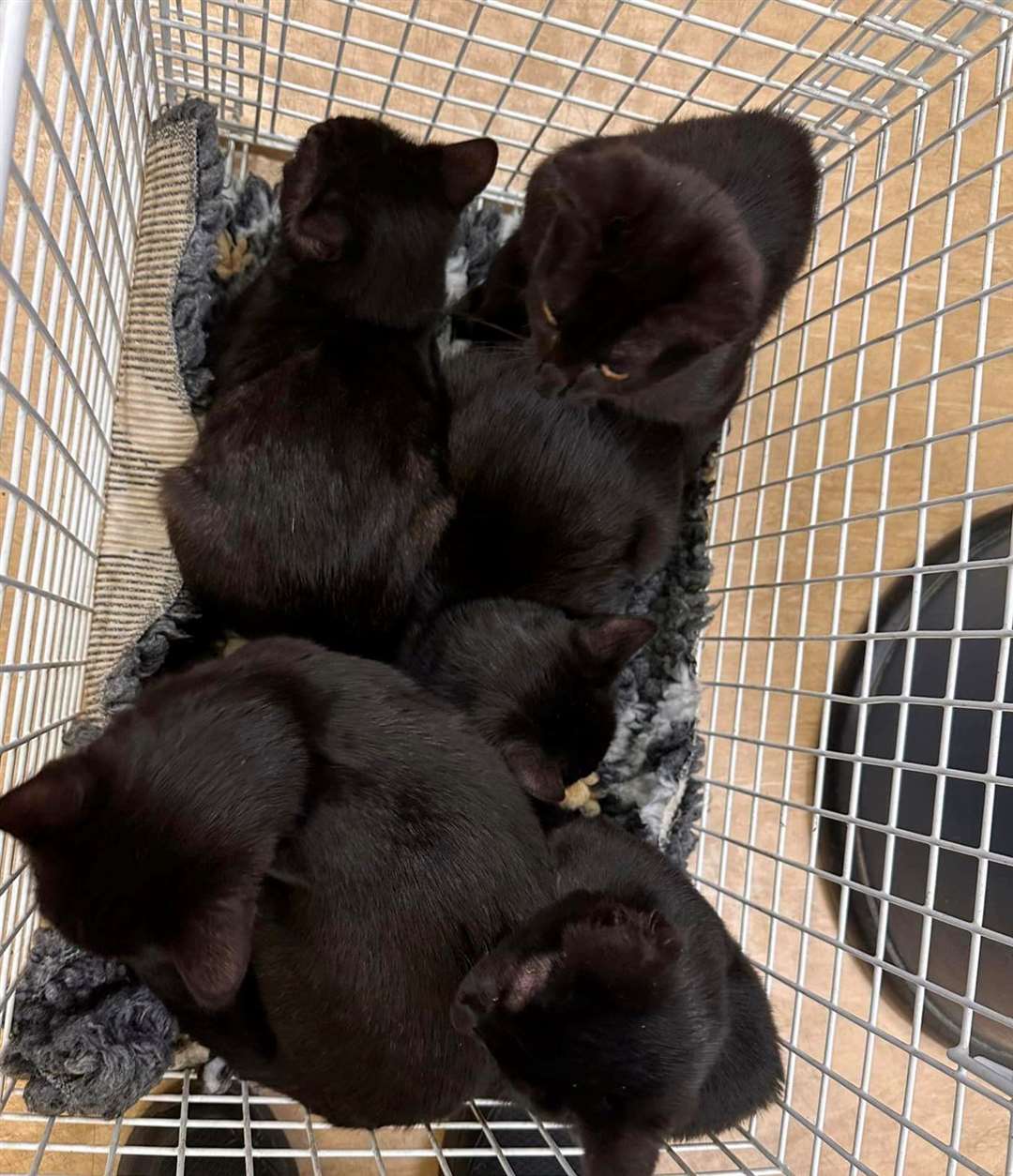 Six black kittens arrived without warning at Wisteria Cat Rescue. Picture: Billy Devitt