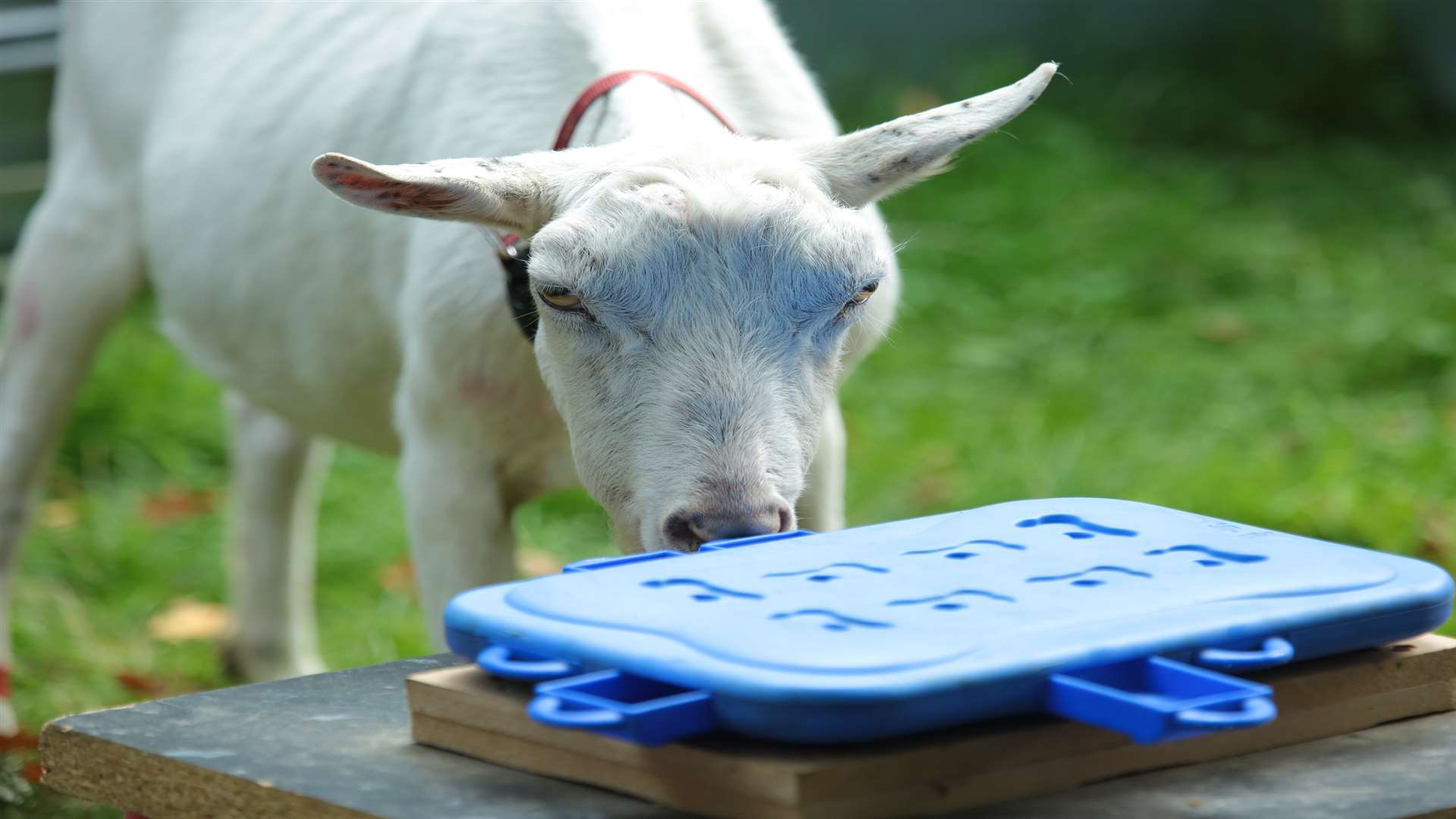 Ears forward, tail high? That's a happy goat