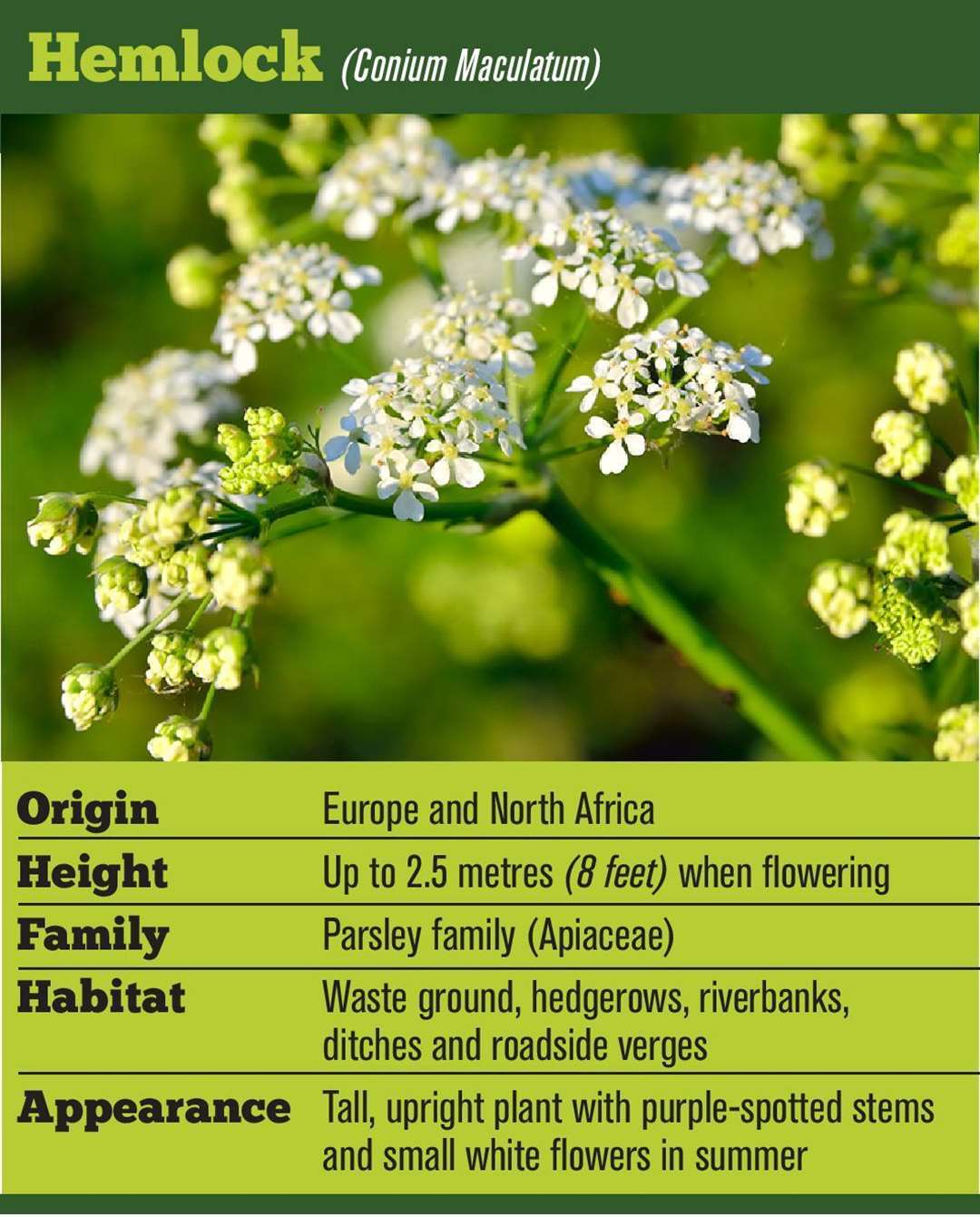 Hemlock facts (3097701)