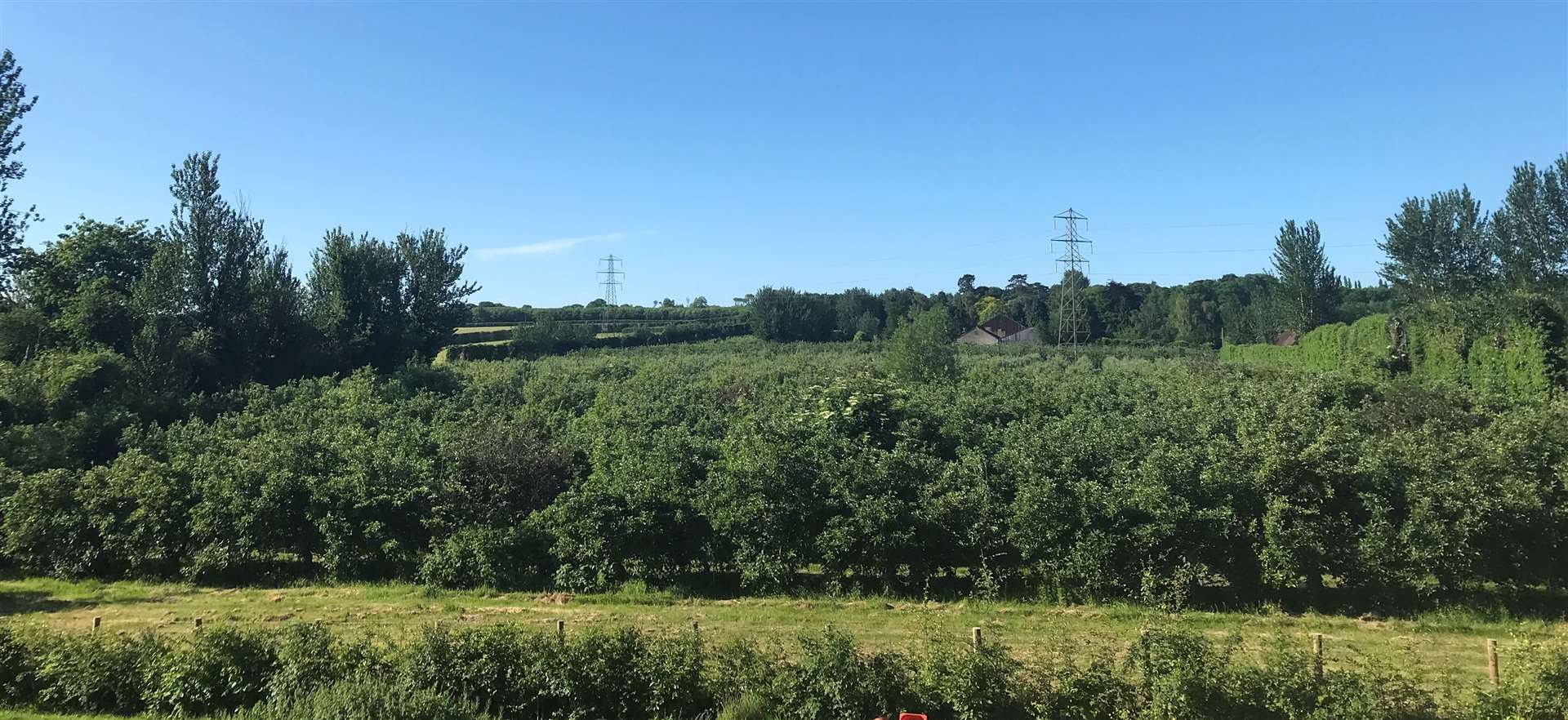 The orchard at Ivy Farm in East Malling that is proposed for development