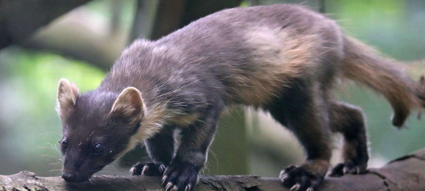 A pine marten at Wildwood Trust. Picture: Wildwood Trust