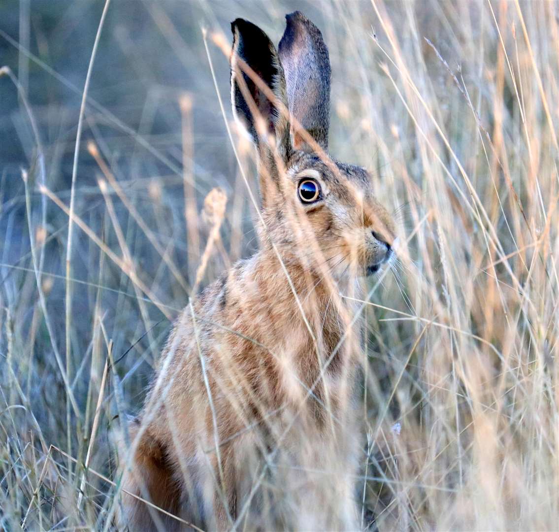 Hares have also been targeted. Picture: Jim Higham