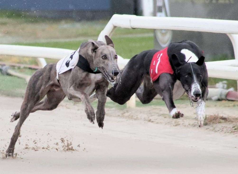 King Memphis, right, is due to return to Central Park in autumn 2024. Picture: Jim Tate Photography