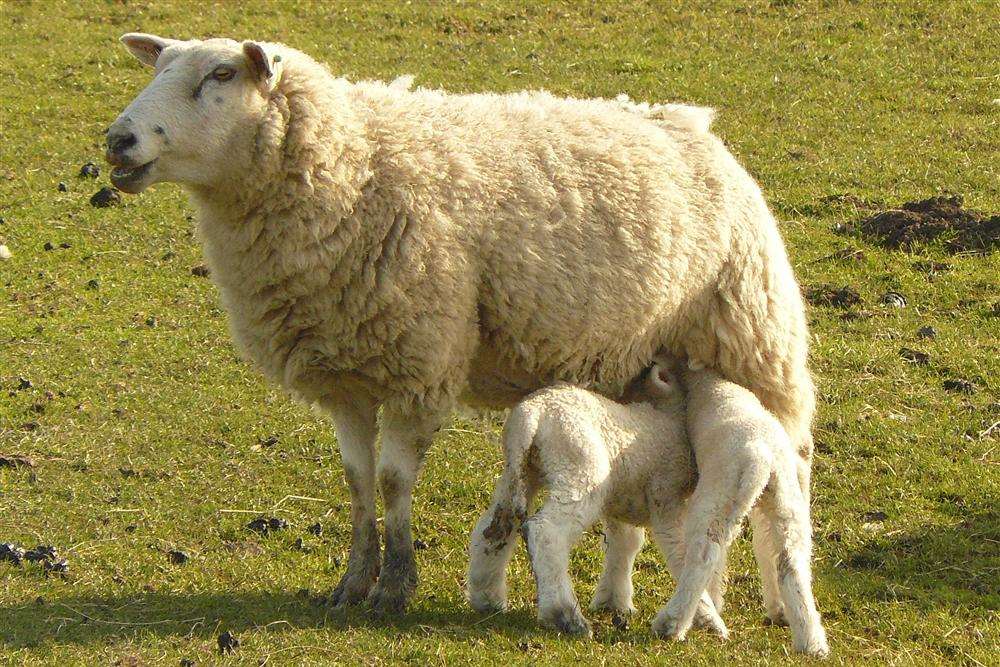 Police have issued a warning over sheep worrying