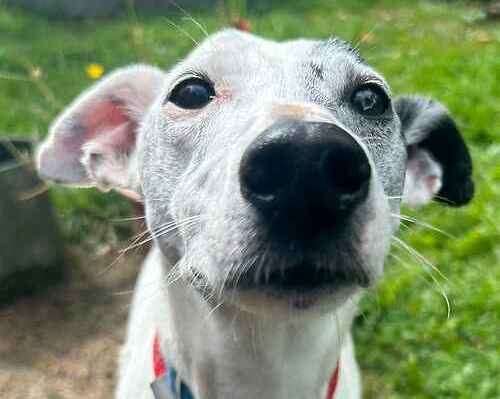 Azirel the nine-year-old lurcher. Picture: Last Chance Animal Rescue