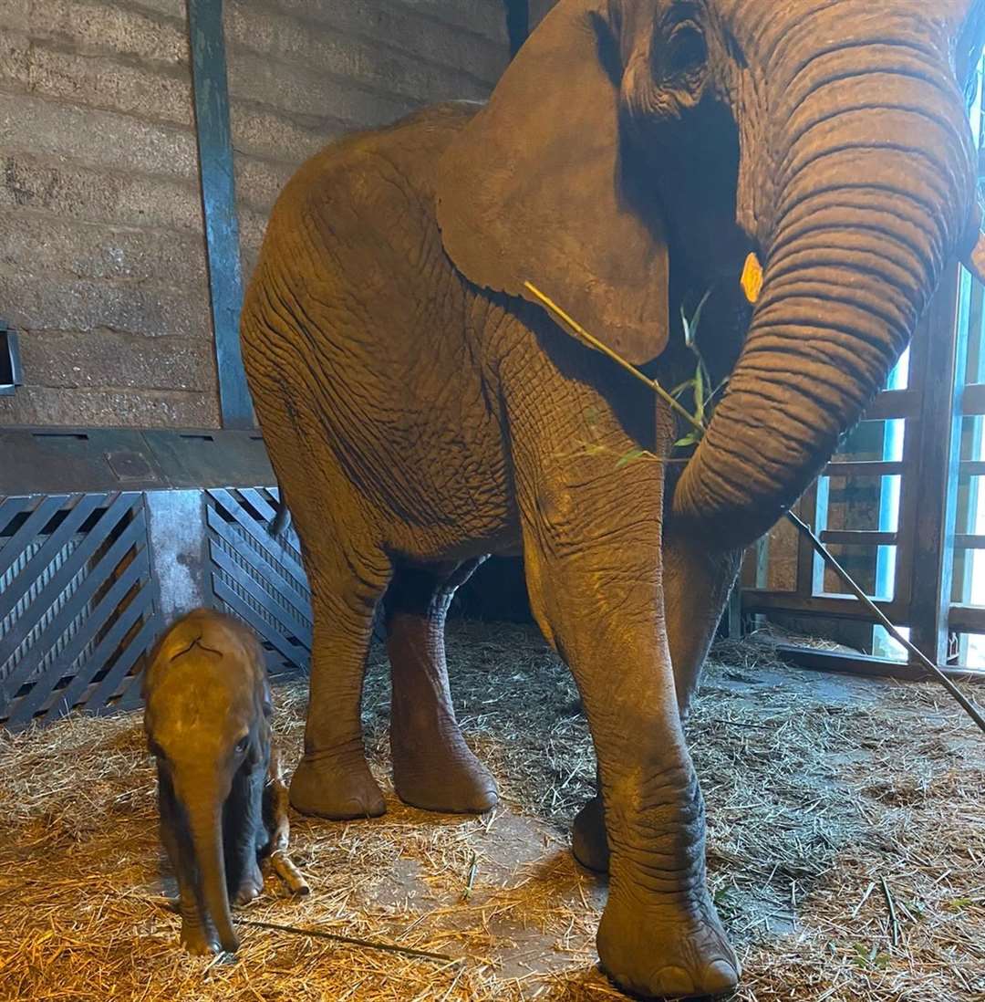 The little calf and his mother