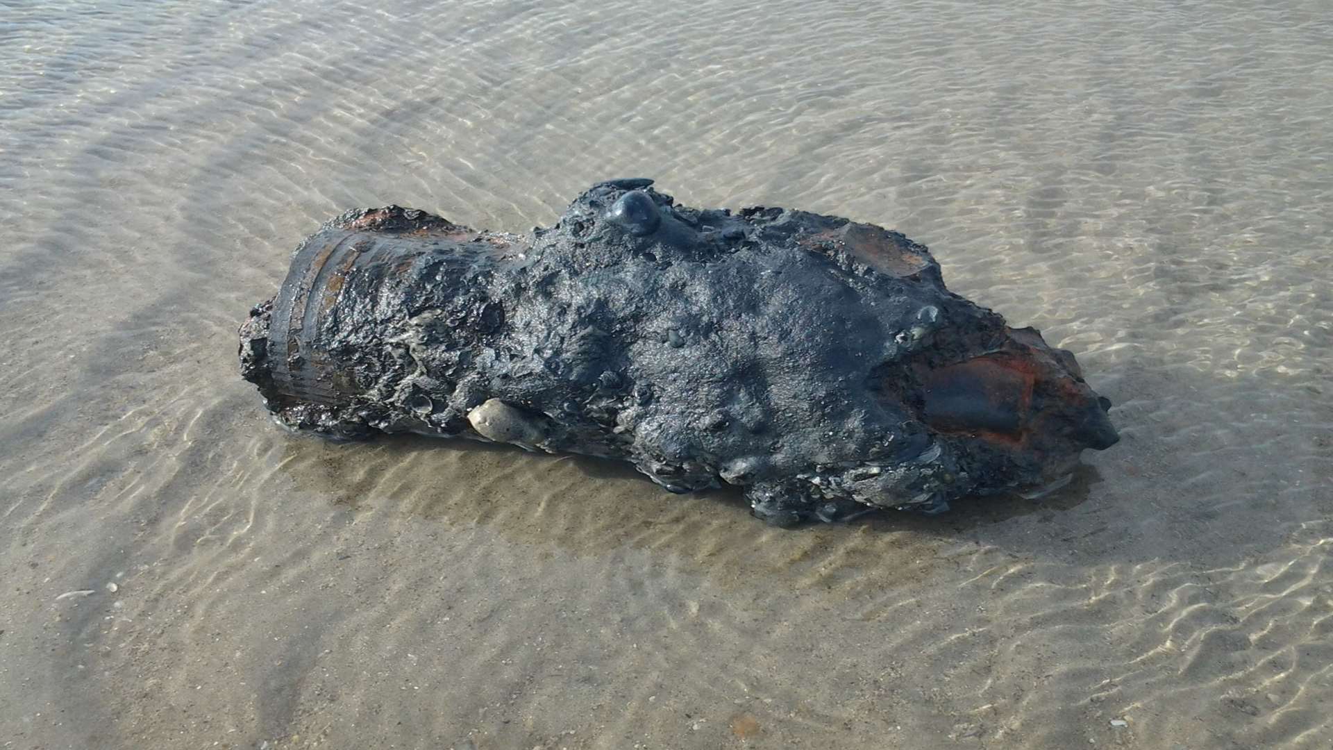 One of the shells found on Sandwich Bay. Picture: Tony Ovenden