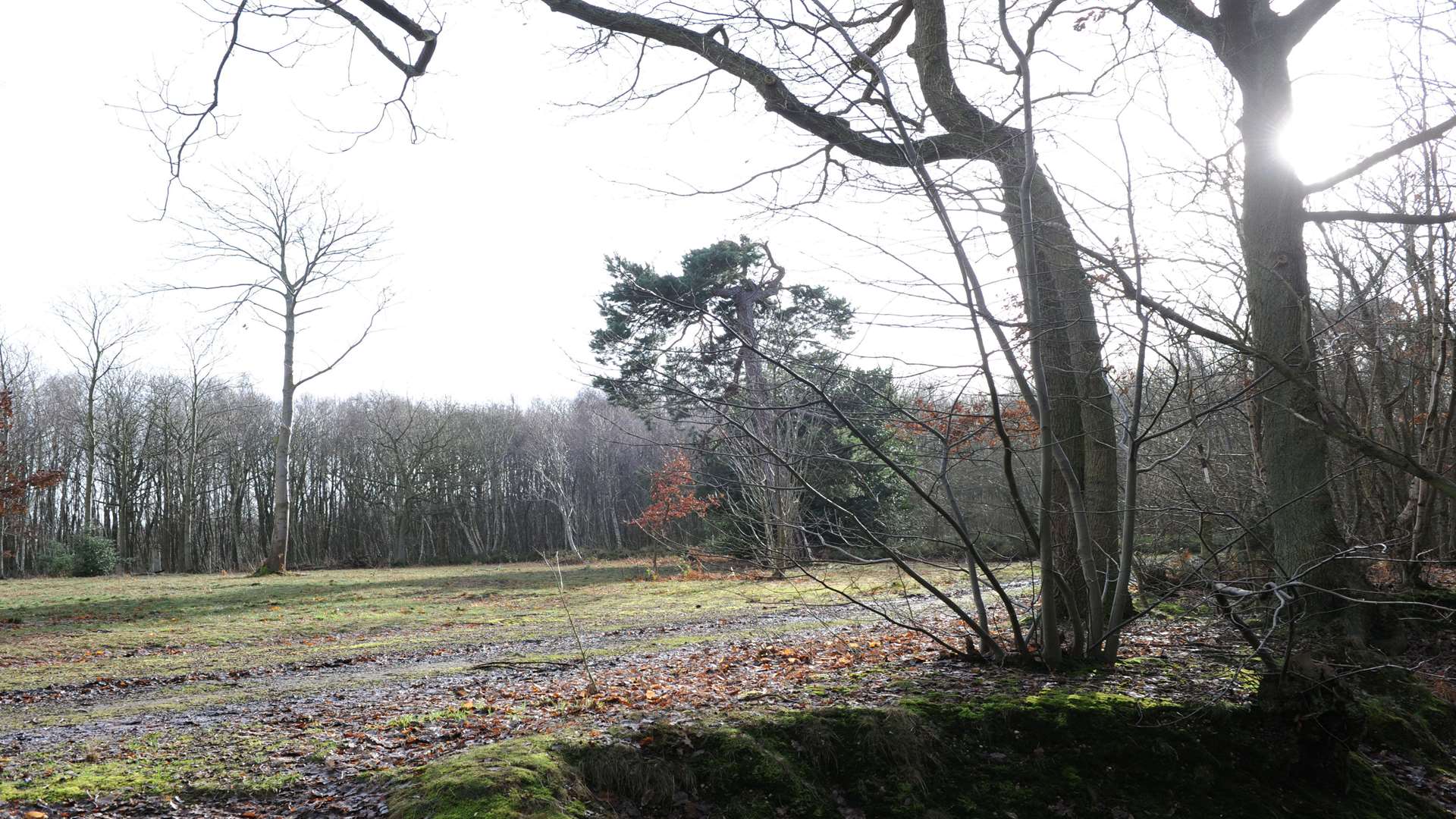 The outbreak was discovered in Farningham Woods