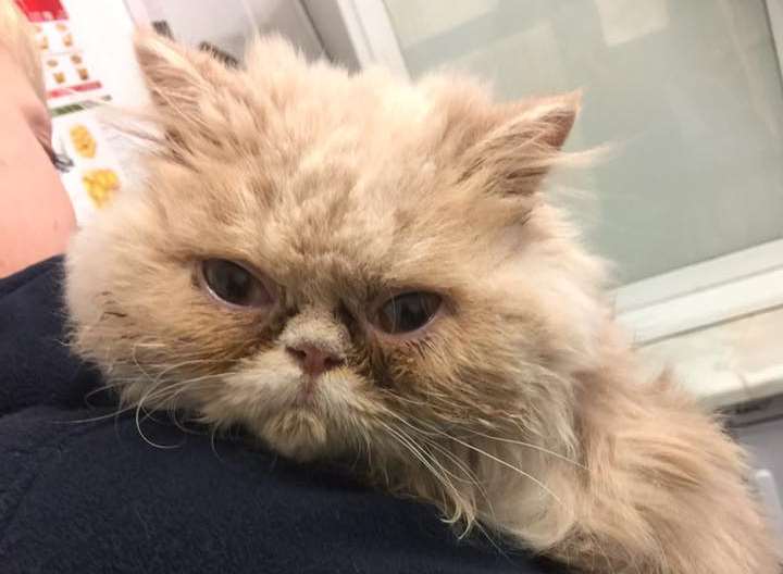 The pair are now being cared for by the charity’s Ashford, Tenterden & District branch at Ashford Garden Cattery